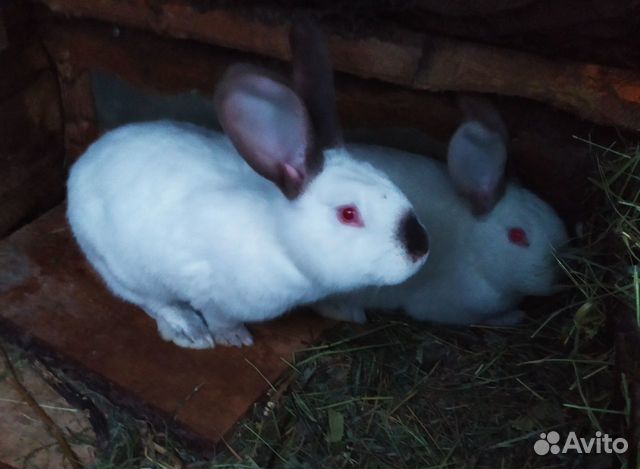 "Кролики" купить на Зозу.ру - фотография № 2