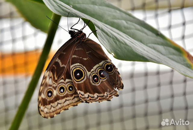 Живые тропические бабочки Papilio Polyxenes купить на Зозу.ру - фотография № 6