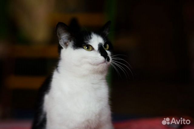 Кошка Мышка купить на Зозу.ру - фотография № 6