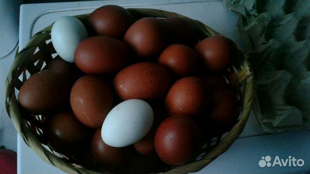 Инкубационное яйцо породной птицы купить на Зозу.ру - фотография № 3