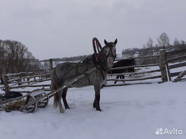 Конь купить на Зозу.ру - фотография № 1
