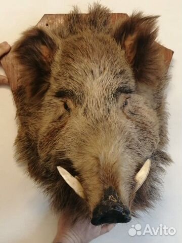 Чучело кабана