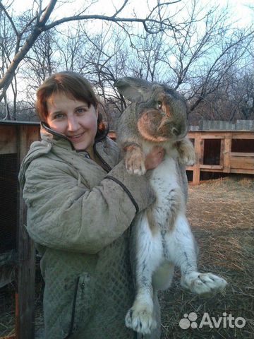 Кролики породы фландр и белый великан купить на Зозу.ру - фотография № 9