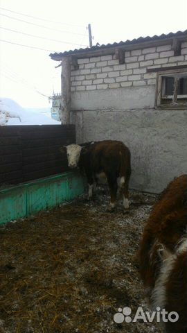 Продам бычков породы Герефорд, а также жеребят купить на Зозу.ру - фотография № 6