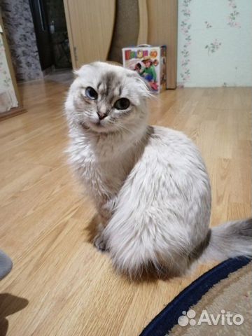 Отдадим красивых котят купить на Зозу.ру - фотография № 1