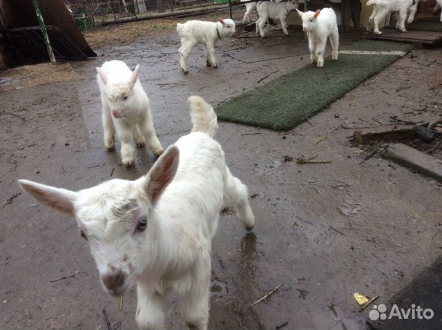 Дойные зааненские козы,козлята купить на Зозу.ру - фотография № 8