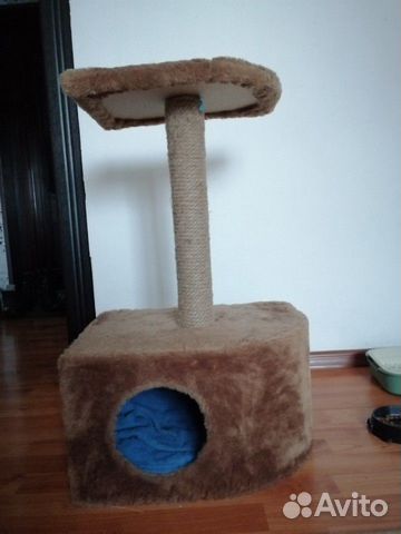 Отдам котёнка