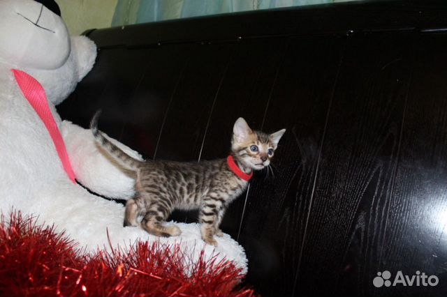Бенгальские котята, рождены 10.12.19-резерв купить на Зозу.ру - фотография № 1