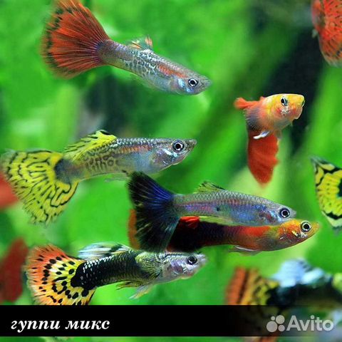 Аквариумные рыбки, креветки купить на Зозу.ру - фотография № 2