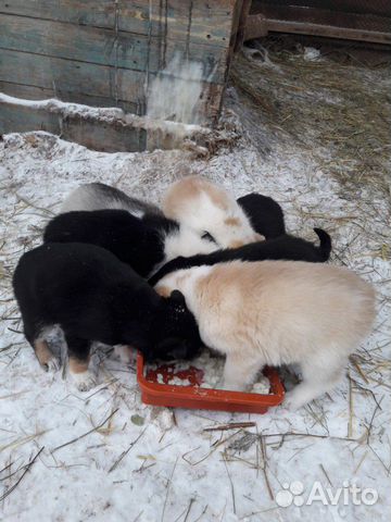 Продам щенков Восточно-Сибирской лайки купить на Зозу.ру - фотография № 2