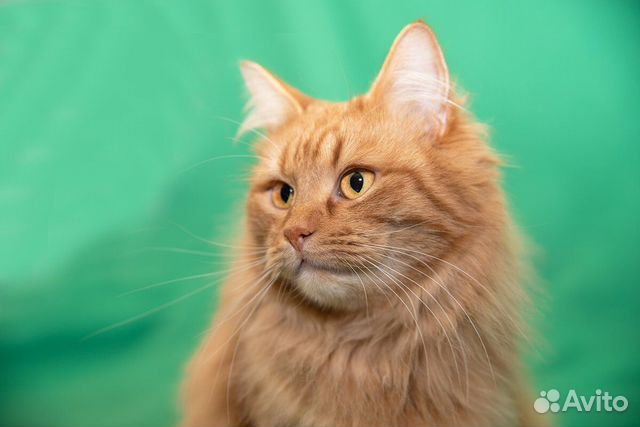 Шикарный рыжий котик в добрые руки купить на Зозу.ру - фотография № 2