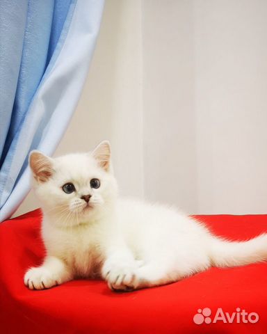Британская серебристая шиншилла котенок купить на Зозу.ру - фотография № 5