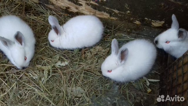 Кролики молодняк купить на Зозу.ру - фотография № 2