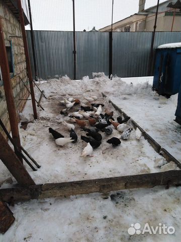 Николаевские голуби купить на Зозу.ру - фотография № 5