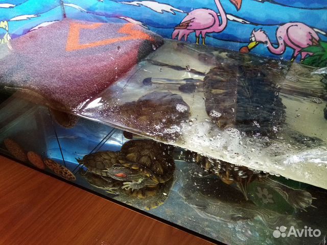 Аквариум с черепахами купить на Зозу.ру - фотография № 2