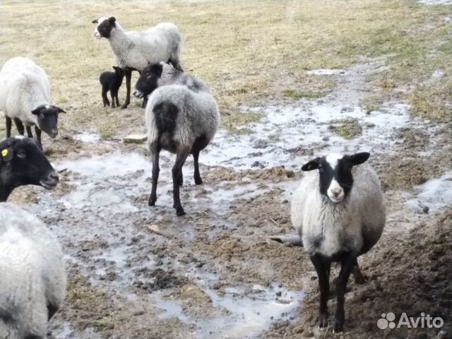 Романовские овцы купить на Зозу.ру - фотография № 9