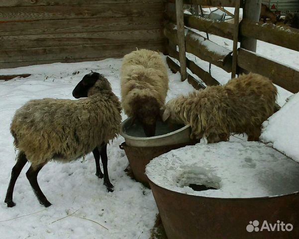Овцы 3 штуки купить на Зозу.ру - фотография № 3