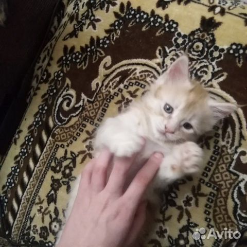 Котёнок мейн-кун купить на Зозу.ру - фотография № 3