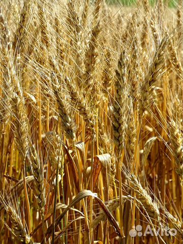 Овес Пшеница купить на Зозу.ру - фотография № 1