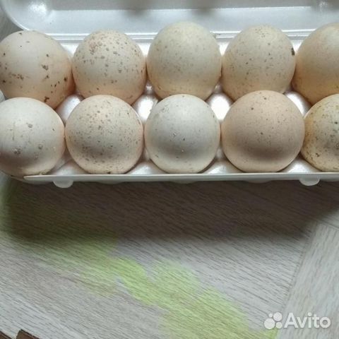 Инкубационное яйцо индейки купить на Зозу.ру - фотография № 2