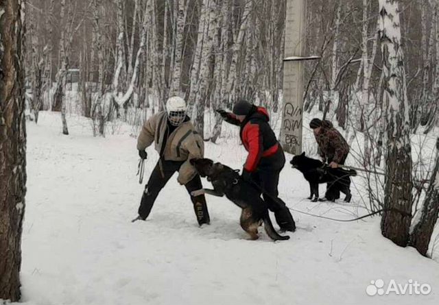 Школа профессиональной дрессировки собак