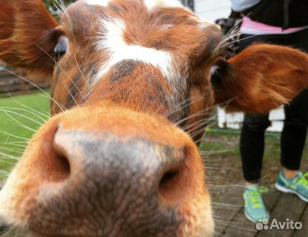 Корова рыжая с белым купить на Зозу.ру - фотография № 1