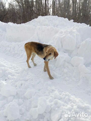 Потерялась собака, должен быть хозяин купить на Зозу.ру - фотография № 3
