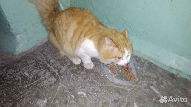 Рыжий кот купить на Зозу.ру - фотография № 1