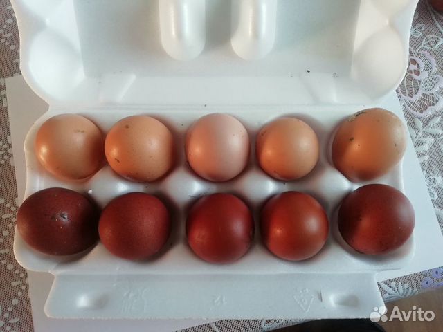 Инкубационные яйцо купить на Зозу.ру - фотография № 1