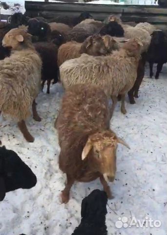 Продам овцематки 50 голов 30 голов ягнят курдючный купить на Зозу.ру - фотография № 4