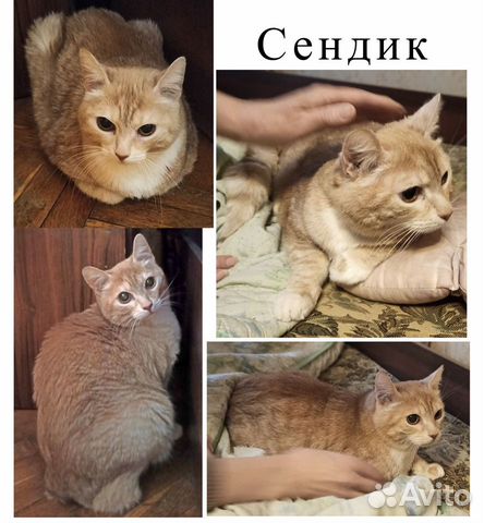 Кот и кошка ищут дом купить на Зозу.ру - фотография № 3