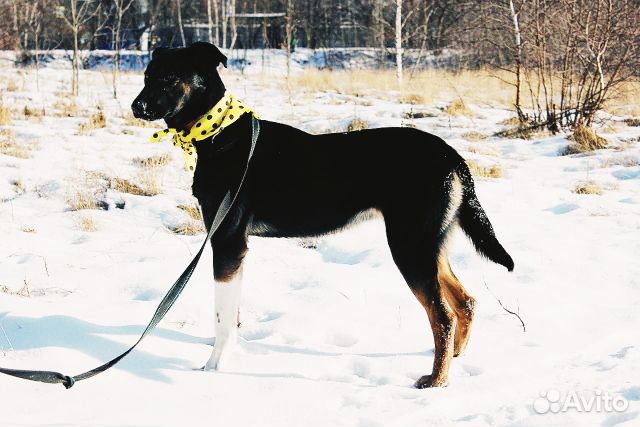 Необычного окраса собака Гера в дар купить на Зозу.ру - фотография № 9