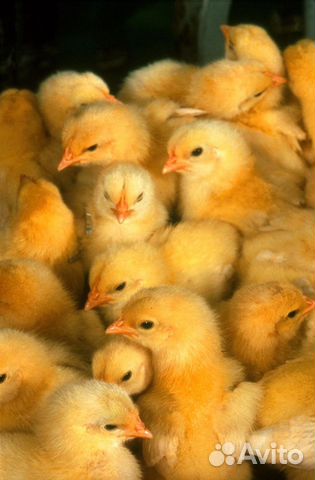 Цыплята, утята, индюшата, гусята купить на Зозу.ру - фотография № 2
