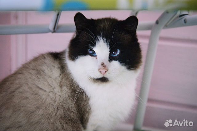 Кошка Груша ищет дом купить на Зозу.ру - фотография № 9