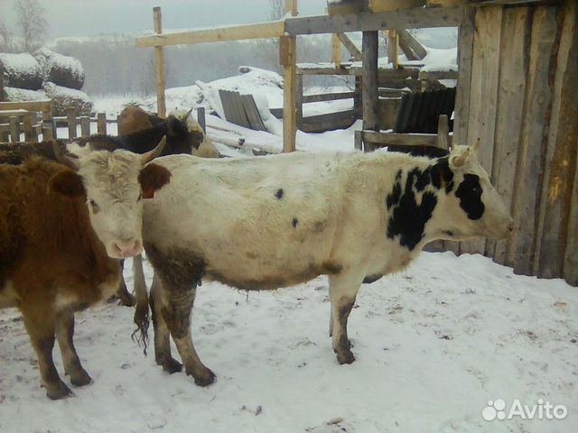 Телка нетель корова купить на Зозу.ру - фотография № 1