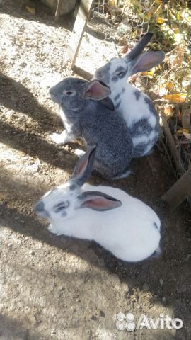 Продам кроликов Ялта купить на Зозу.ру - фотография № 1