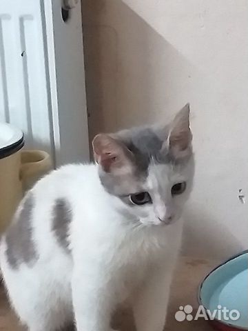 Котик Котик