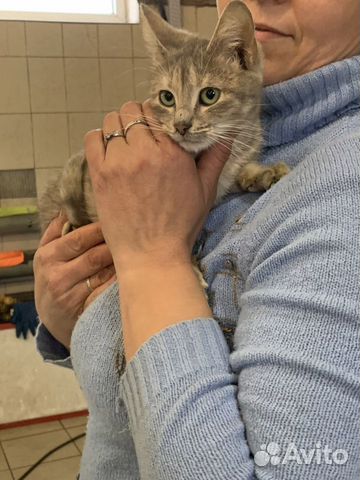 Кошка