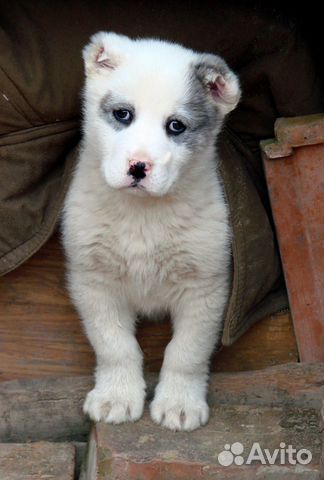 Алиментный щенок на продажу (девочка) купить на Зозу.ру - фотография № 2