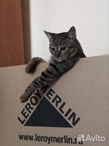 Вязка кота