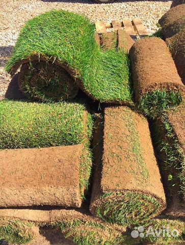 Газон рулонный Стандарт