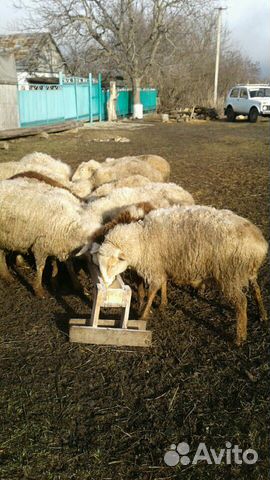 Овцематки на мясо купить на Зозу.ру - фотография № 5