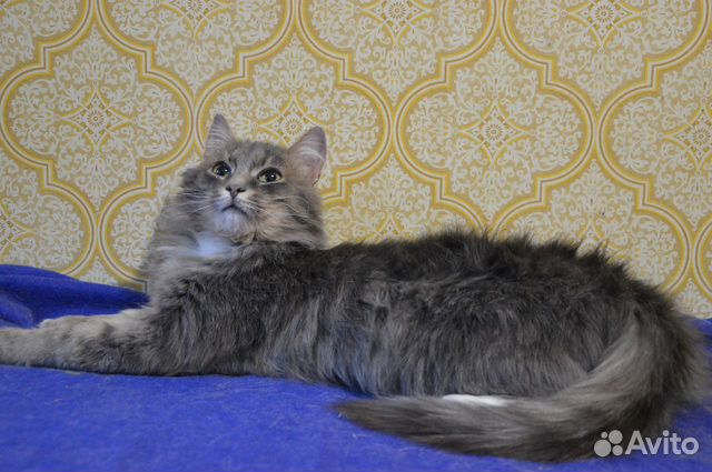 Кошечка Кошечка