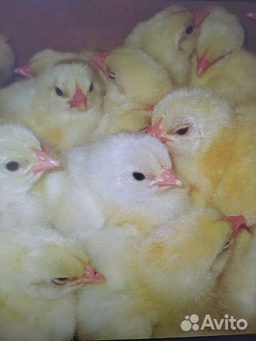 Продажа цыплят- бройлеров(росс308) от 1 до 18 днев купить на Зозу.ру - фотография № 1