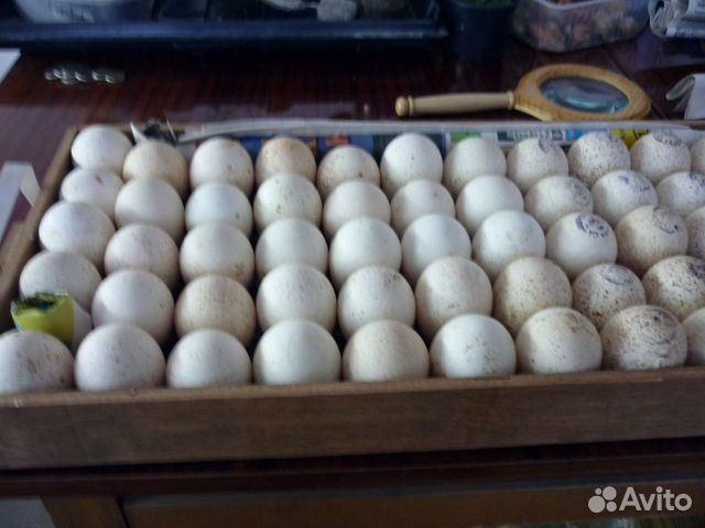 Продам инкубационное яйцо индейки,индюшат купить на Зозу.ру - фотография № 4