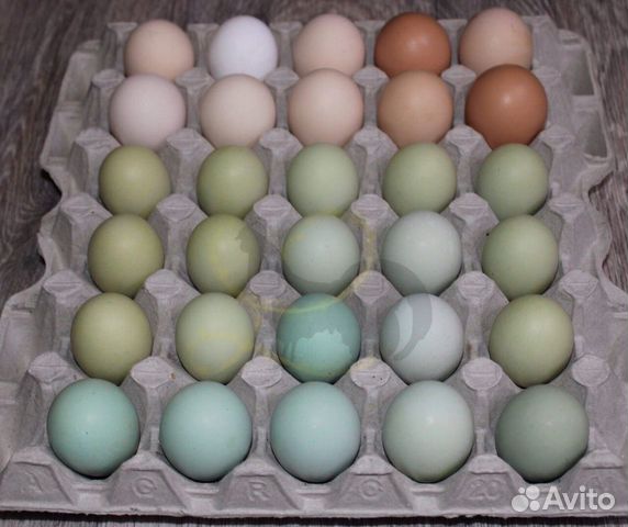 Цыплята и яйцо (до 6 марта) купить на Зозу.ру - фотография № 3
