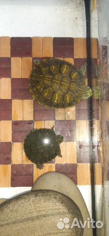 Красноухие черепахи 2 + таррариум+ корм купить на Зозу.ру - фотография № 1