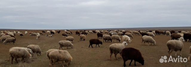 Овцематки, ярки купить на Зозу.ру - фотография № 3
