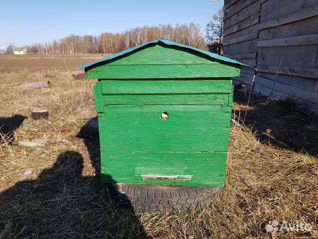 Продаются пчелы Карпатки купить на Зозу.ру - фотография № 3