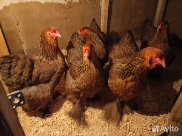 Цыплята, инкубационное яйцо купить на Зозу.ру - фотография № 5